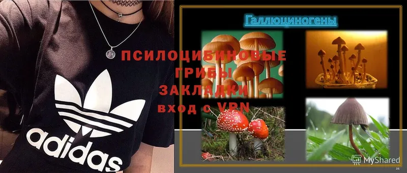 закладка  Каменногорск  KRAKEN ONION  Галлюциногенные грибы Magic Shrooms 